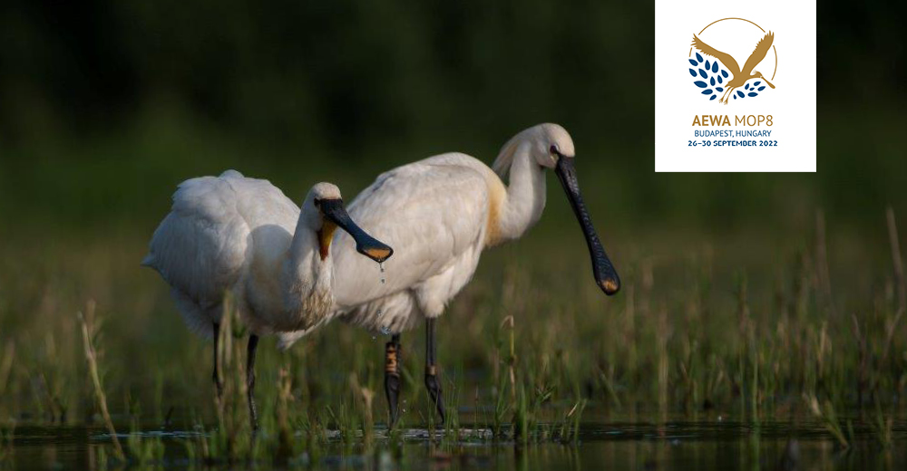 Press Release - Hungary Hosts UN Waterbird Conference 