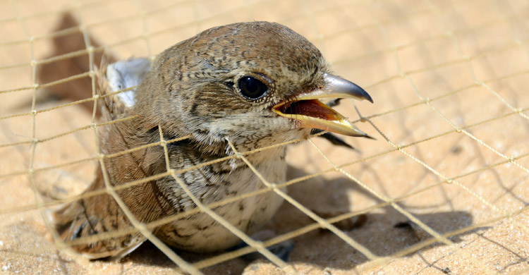 Bird trapping in Egypt © Holger Schulz
