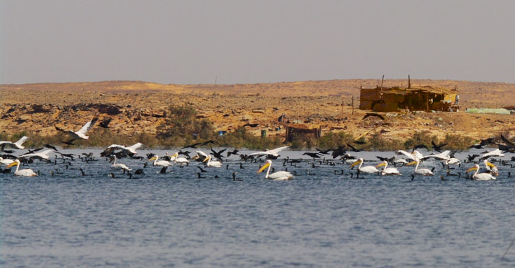 Des oiseaux d'eau migrateurs au Lac Nasser © ONCFS - Defos du Rau et Mondain Monval