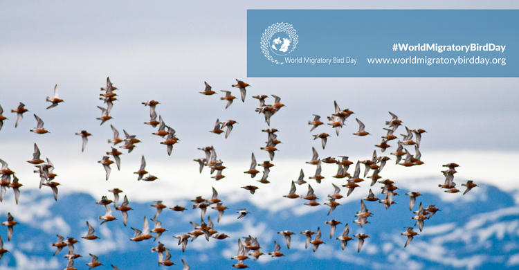 Des bécasseaux maubèches survolant le Fjord de Prosanger, Norvège © Peter Prokosch/Grid Arendal