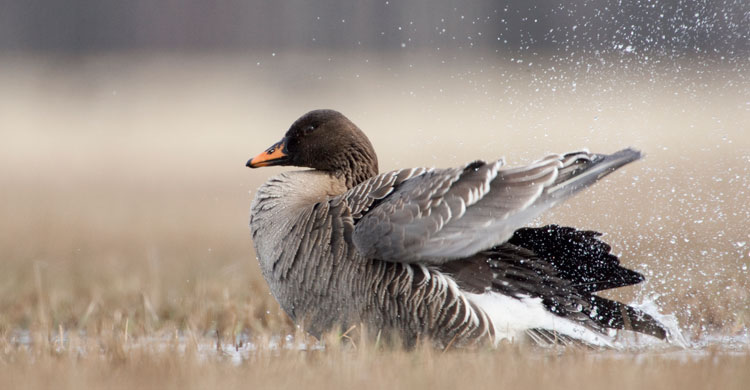 Taiga Bean Goose © Jari Peltomäki