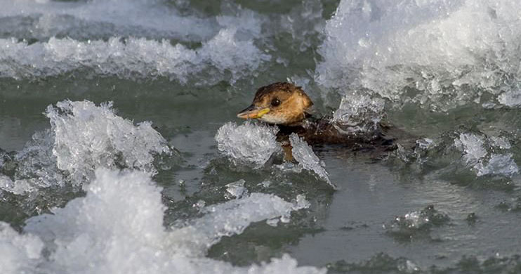 Little Grebe facing severe winter conditions in Bosnia and Herzegovina © Narcis Drocic