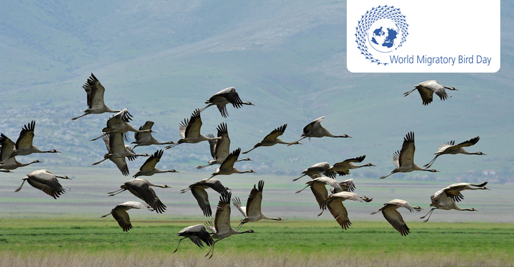 World Migratory Bird Day