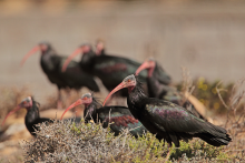 Northern Bald Ibis