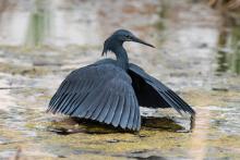 Slaty Egret © Adobe Stock Images