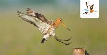Black-tailed Godwit (Limosa limosa) © Szabolcs Nagy 