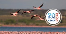 Lesser Flamingos (Phoeniconaias minor) ©  Mark D. Anderson 
