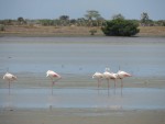 Greater and Lesser Flamingos © Tim Dodman