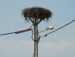 The national energy company presented measures of how to minimize electrocution through good practice on mid-voltage distribution lines, insulation techniques and lifting stork nests for instance © Tim Dodman