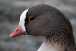 Lesser White-fronted Goose (Anser erythropus)  - one of the species for which an International Signle Species Action Plan and an International Species Working Group has been established © Ingar Jostein Øien