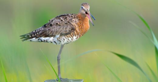Black-tailed Godwit (Limosa limosa) ©Hans Overduin 