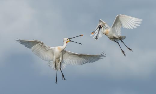 Eurasian Spoonbills © Pieter Wilschut