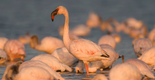 Lesser Flamingos (Phoeniconaias minor) © Mark Anderson