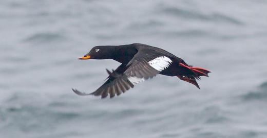 Velvet Scoter (Melanitta fusca) © G. Grazulevicius 