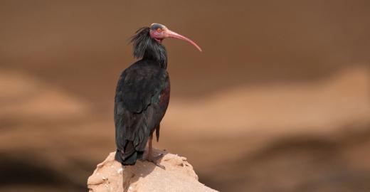 Northern Bald Ibis (Geronticus eremita) © Adam Riley