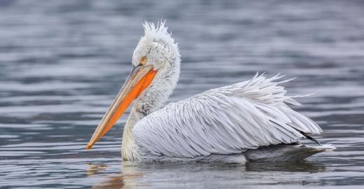 Dalmatian Pelican (Pelecanus crispus) © Sergey Dereliev, www.dereliev-photography.com 