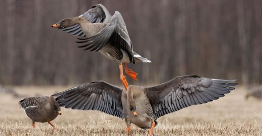 Taiga Bean Geese © Jari Peltomäki 