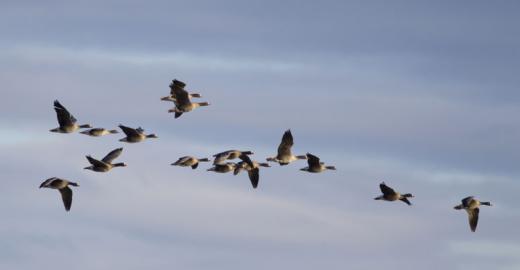 Lesser White-fronted Geese (Anser erythropus) © Tomas Aarvak 