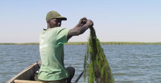 Clean-up session at Lac de Guiers © DPN Senegal