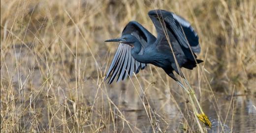 Slaty Egret (Egretta vinaceigula) © Rebeccafieldphotography.com 