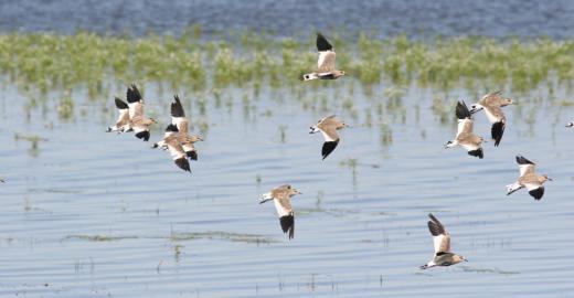Sociable Lapwing (Vanellus gregarius) © Maxim Koshkin 