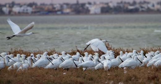 Spoonbills © Hichem Azafzaf