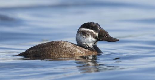 White-headed Duck (Oxyura leucocephala) © Amir Bendov