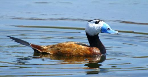 White-headed Duck (Oxyura leucocephala) © Ferran Pestaña