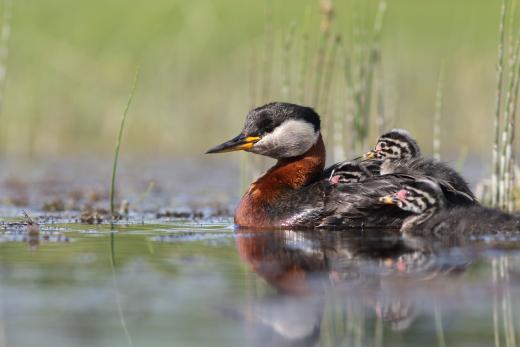 Red-necked Grebe © Bartosz Rakoczy