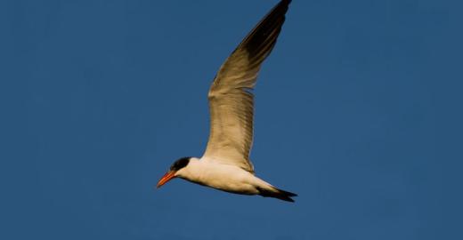 Sterne caspienne (Sterna caspia) © Sergey Dereliev, www.dereliev-photography.com