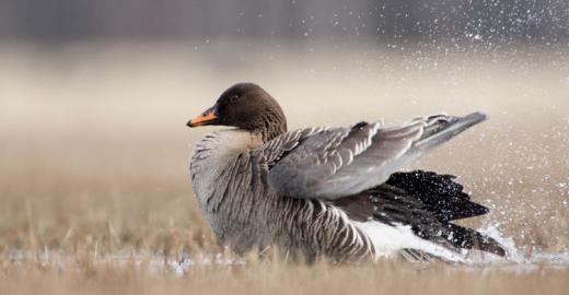 Taiga Bean Goose © Jari Peltomäki