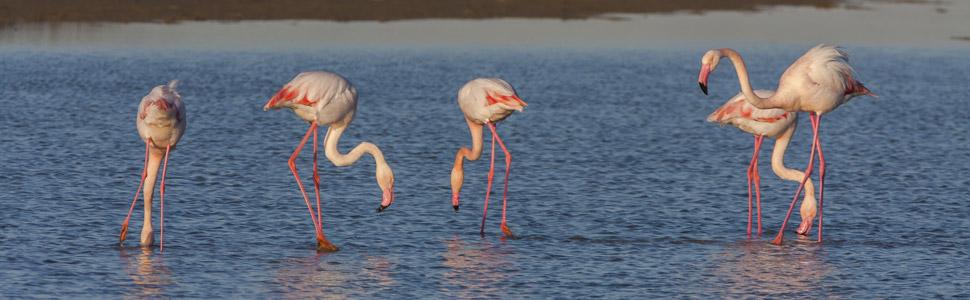 greater flamingos