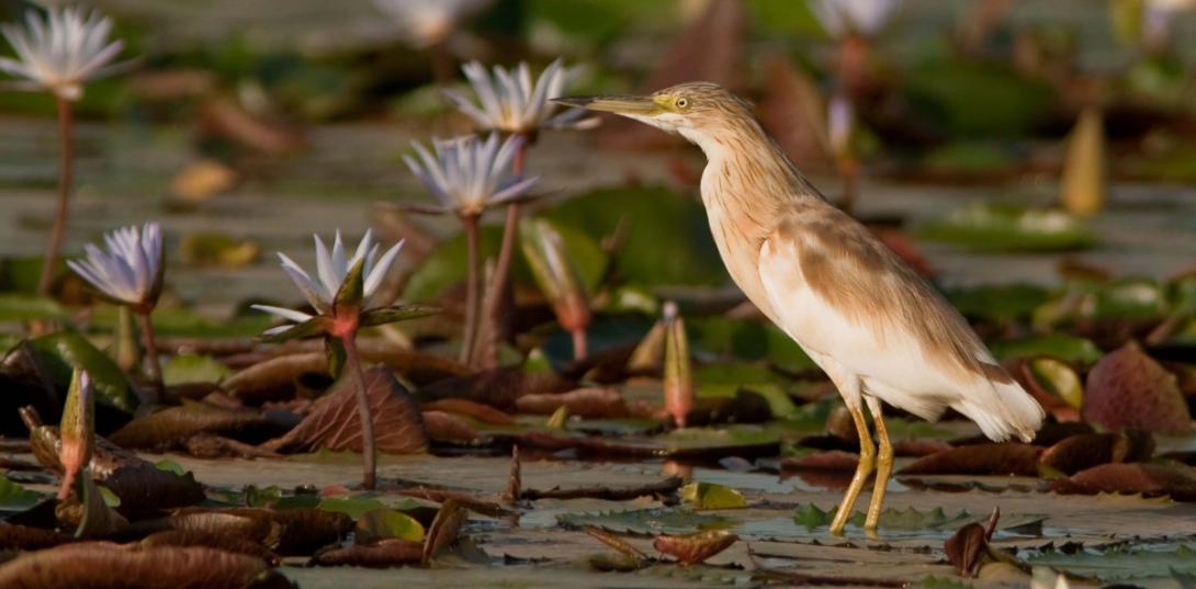 Squacco Heron © Sergey Dereliev, www.dereliev-photography.com