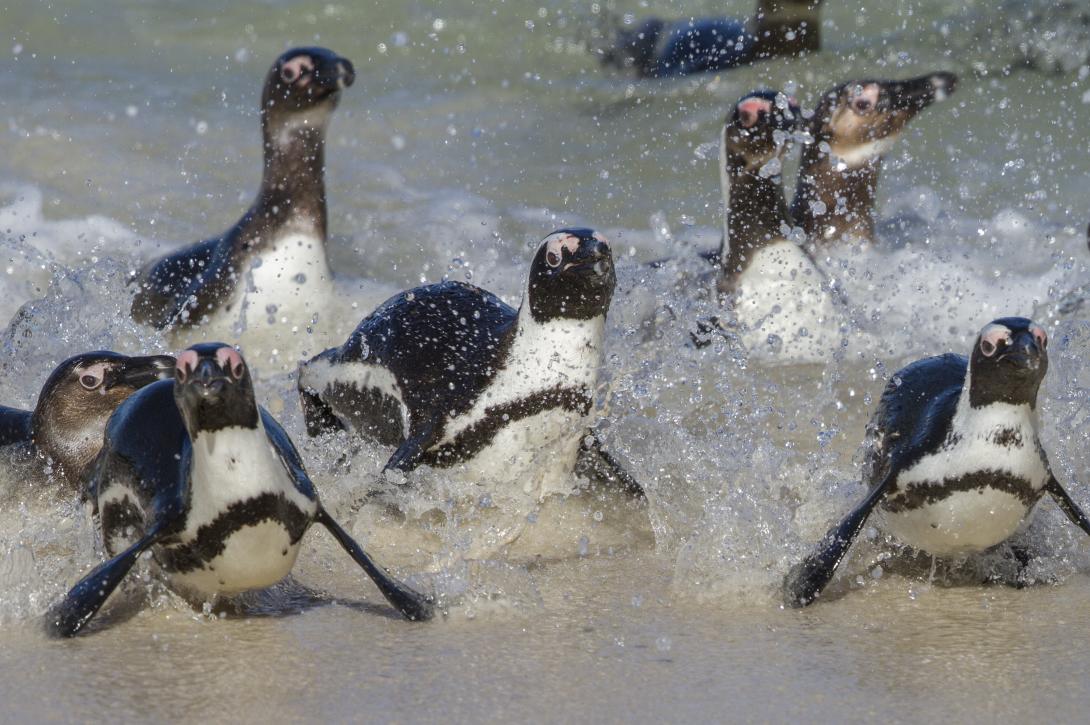 African Penguin © Mike Barth