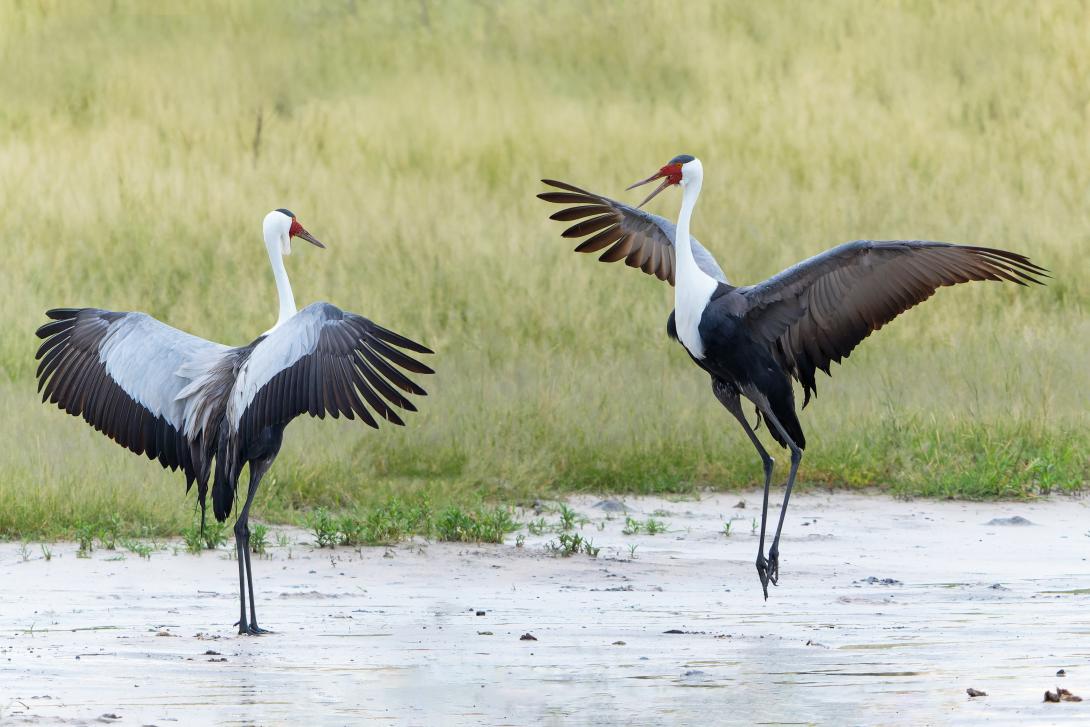 Wattled Cranes © Adobe Stock