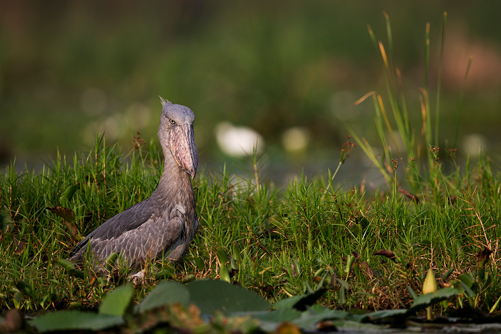 Shoebill © Mathias Putze
