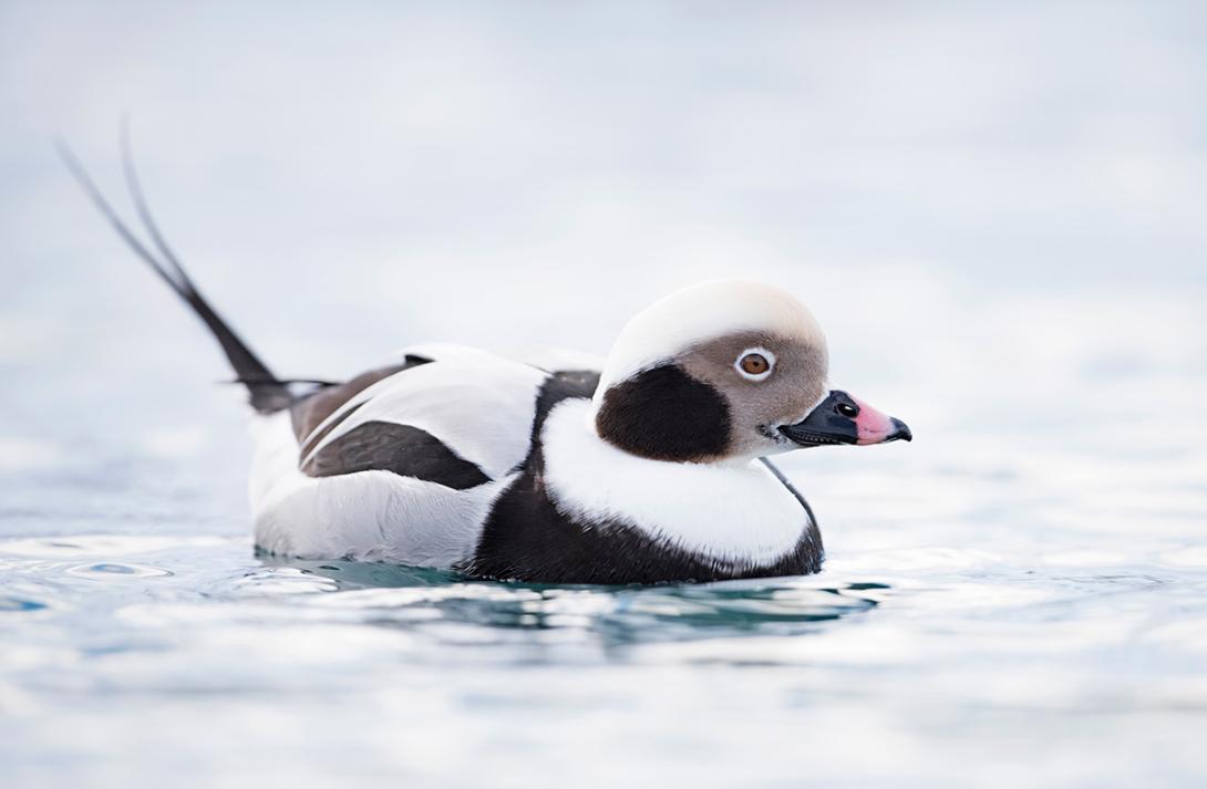 Long-tailed Duck © Wim Werrelman