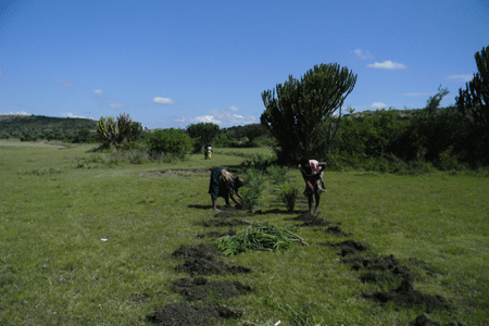 Planting Euphorbia tircualli around Lake Munyanyange