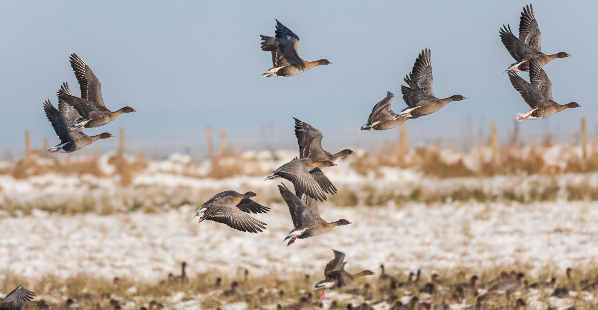 Pink-footed Geese © John Anderson