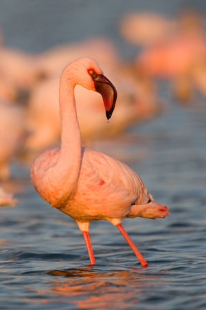 Lesser Flamingo (Phoeniconaias minor) © Mark Anderson