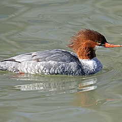 Goosander Mergus Merganser By DickDaniels (http://carolinabirds.org/) [CC BY-SA 3.0 (https://creativecommons.org/licenses/by-sa/3.0) or GFDL (http://www.gnu.org/copyleft/fdl.html)], from Wikimedia Commons