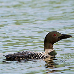 Great Northern Diver - public domain